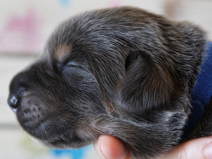 chinook puppy